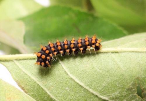 Saturnia pyri